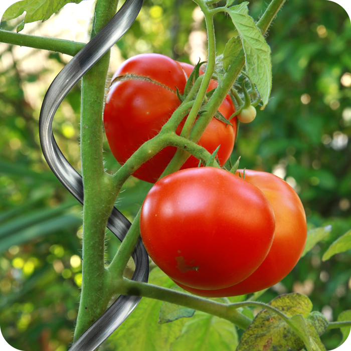 pali tutori supporti pomodori